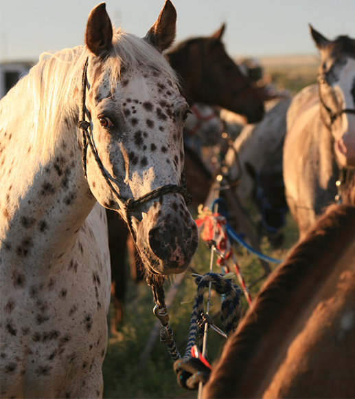 Appaloosa Characteristics – Appaloosa Horse Club (ApHC) UK