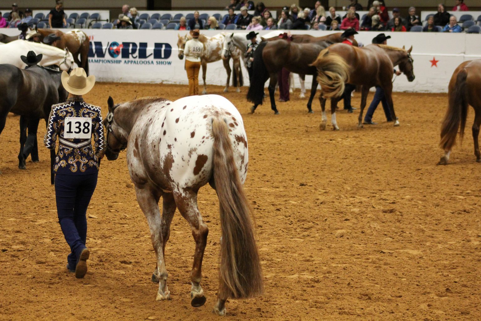 Home Appaloosa Horse Club