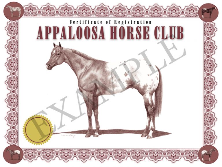 Registration Appaloosa Horse Club