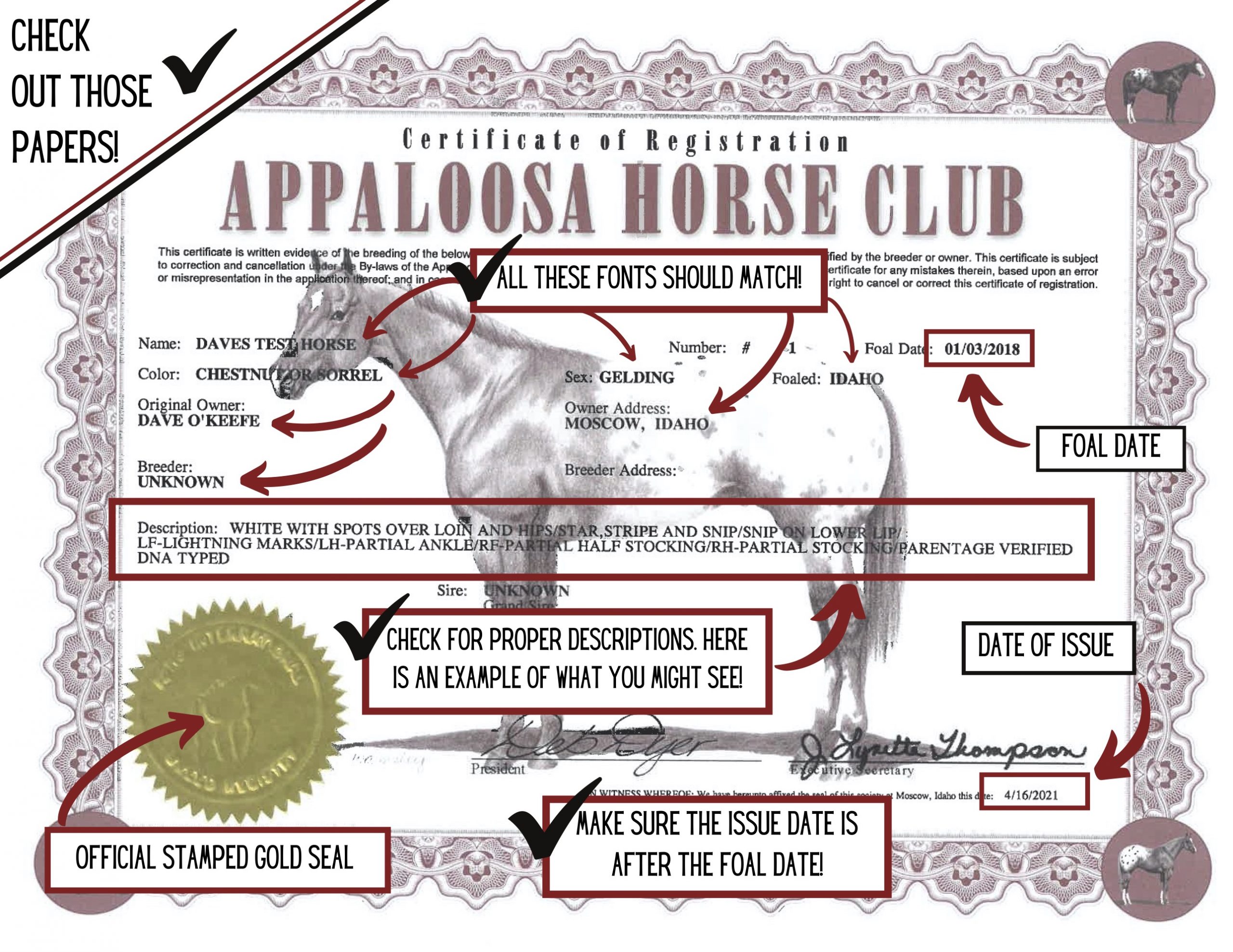 Appaloosa Characteristics – Appaloosa Horse Club (ApHC) UK