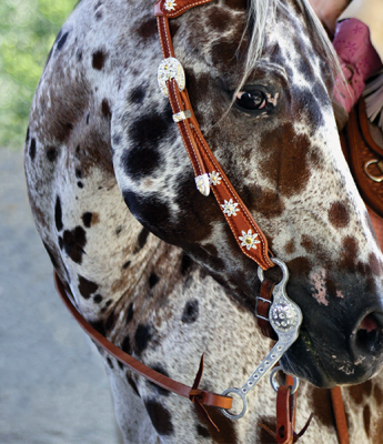 Appaloosa horse breed